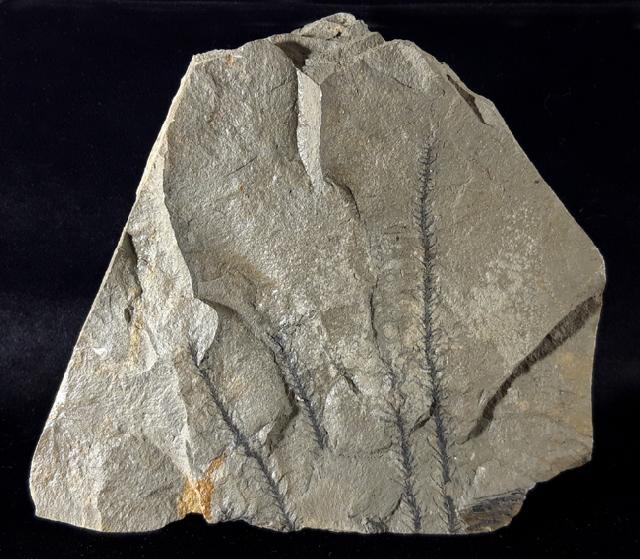 Walchia piniformis (SCHLOTHEIM 1820) - Bild © FossNet FossilienStore